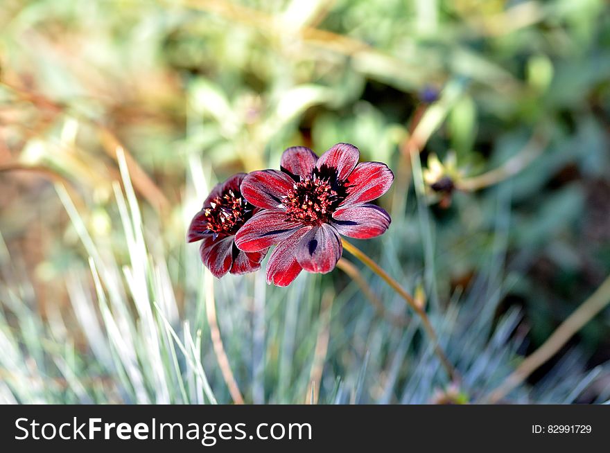 Close Up Photo Of Red And White Petaled Flower