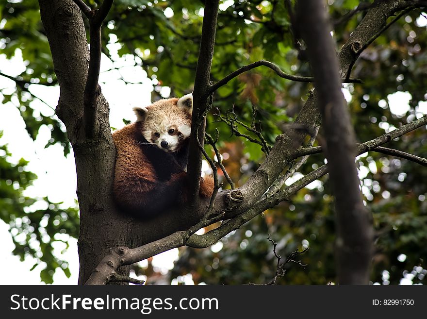 Brown and White Koala on a Tree