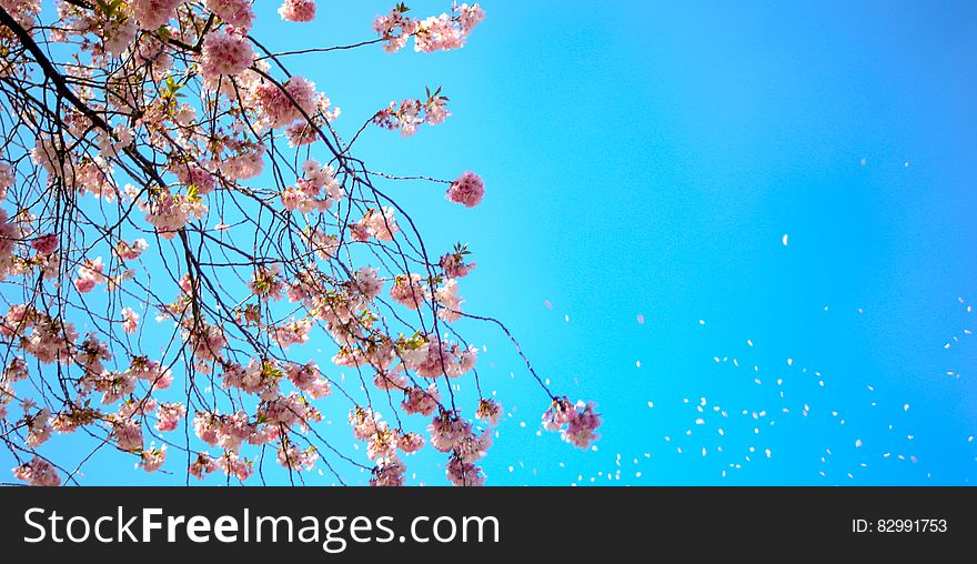 Photo of White and Red Petal Flower Under Blue Sky