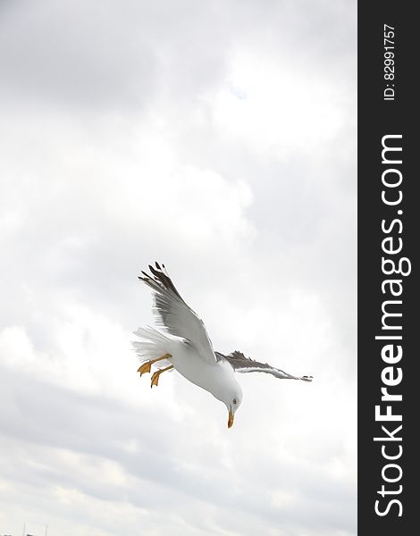 Sea Gull On Flight During Daytime