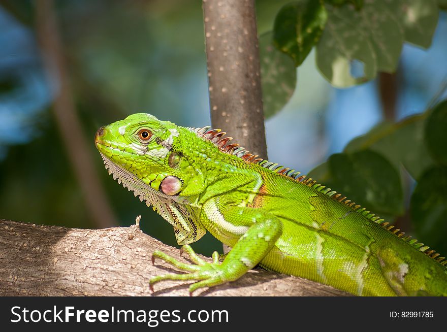 Green Reptile on Brown Tree