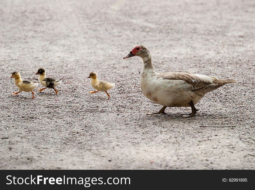 White And Brown Duck With Yellow And Black Ducklings Walking In Gray Floor During Daytime