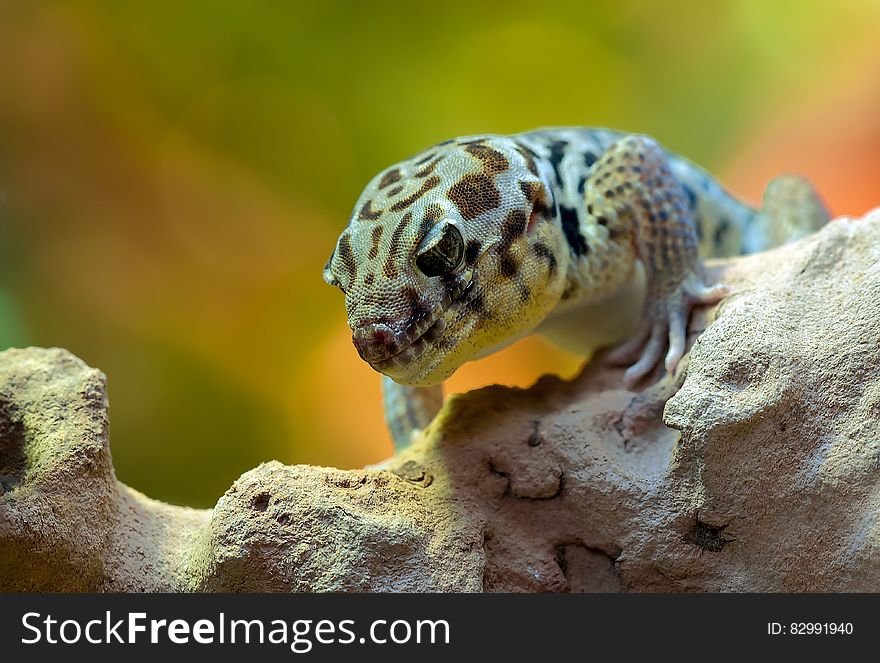 Gray Brown And White Lizard