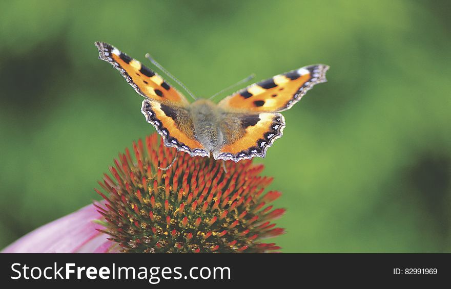 Brown Black and Gray Butterfly on Red and Green Flower