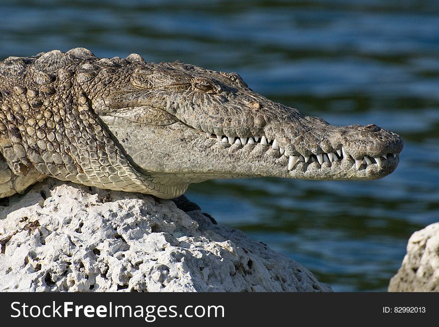 Profile of crocodile on sunny waterside rock. Profile of crocodile on sunny waterside rock.