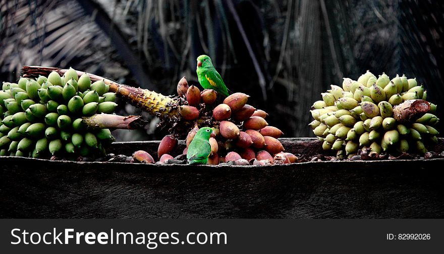 Green parrots on bunches of fresh bananas. Green parrots on bunches of fresh bananas.