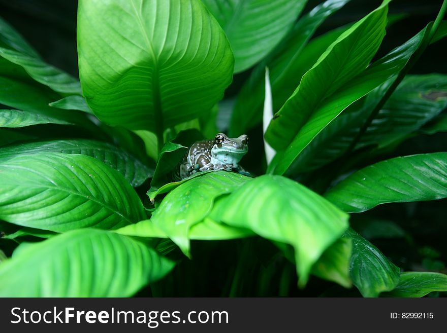 Green frog on leafy plant in sunny garden.
