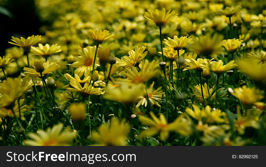 Yellow Petal Flower Field