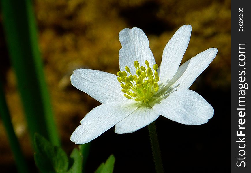 White and Green Flower in Macro Shot Photography