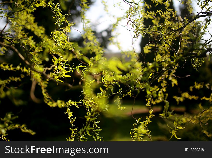 Chinese Willow