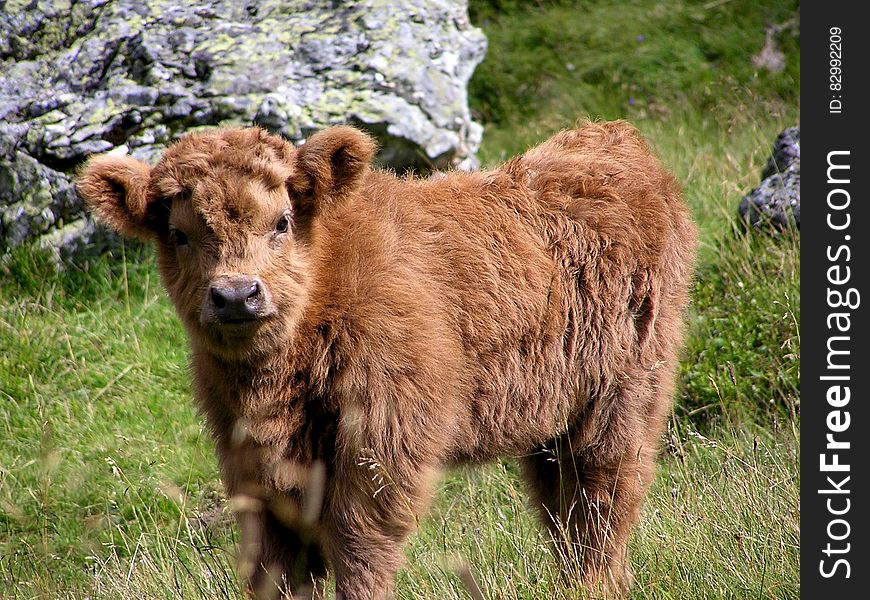 Brown Long Coat 4 Leg Animal On Green Grass During Daytime