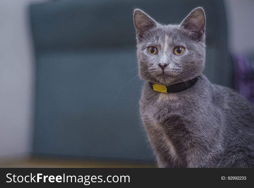 Portrait of domestic short hair grey cat outdoors. Portrait of domestic short hair grey cat outdoors.