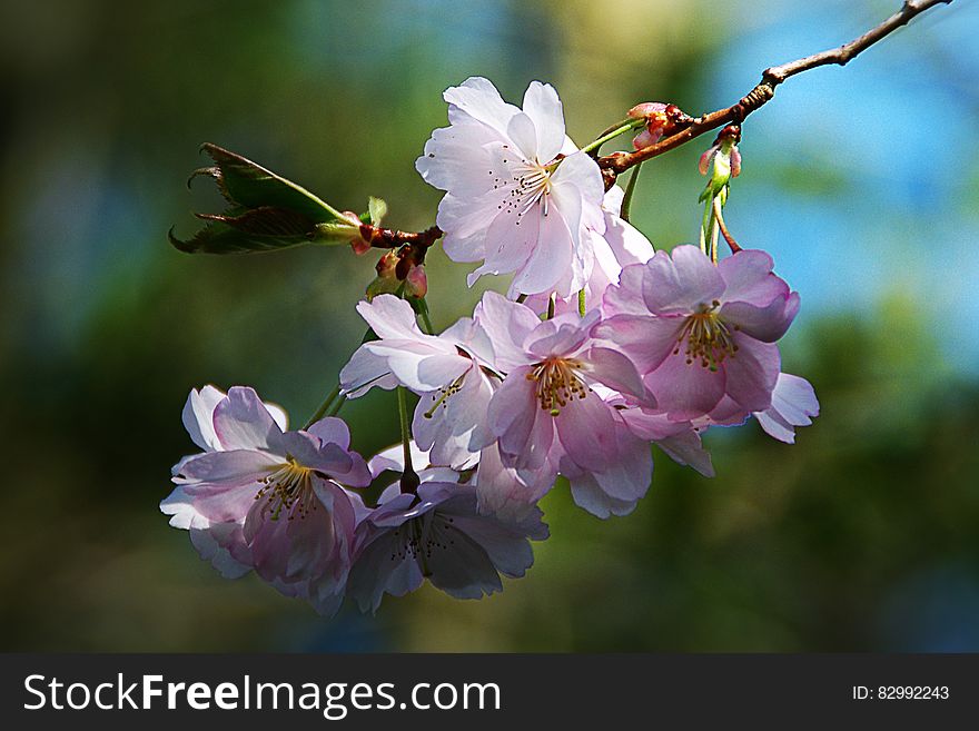 Close up of pink blossoms on tree branch on sunny day.