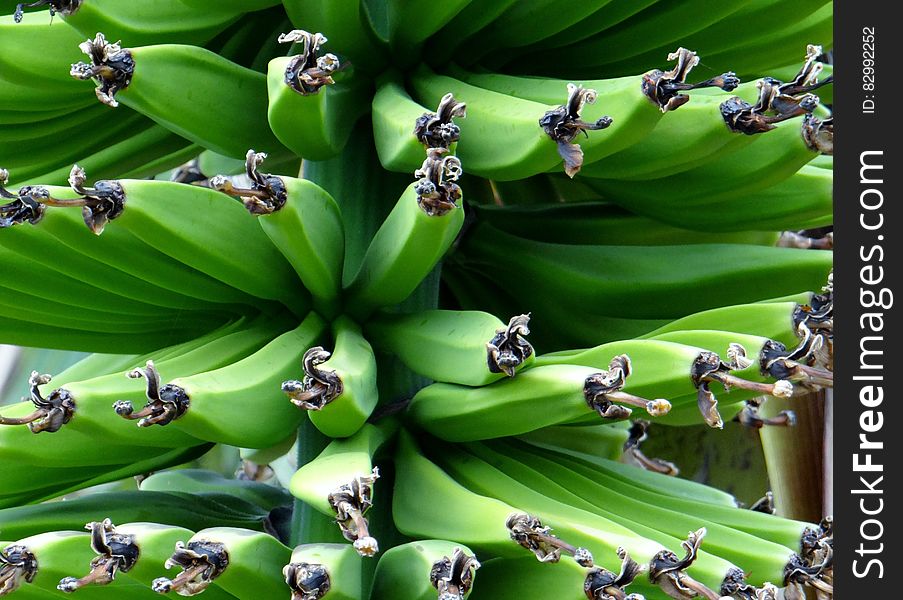 Close up of green bananas in bunch