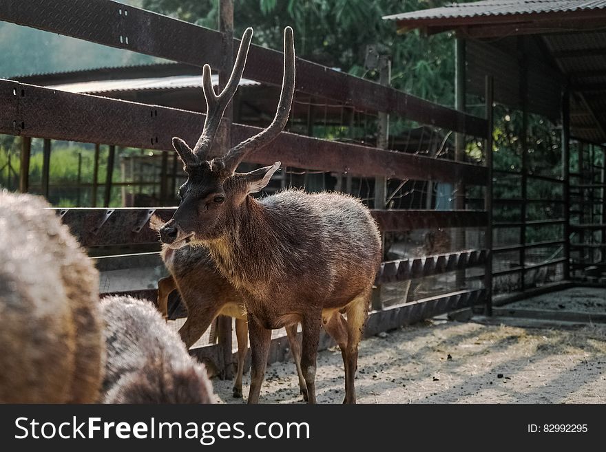 Brown Reindeer Near On Brown Wooden Fence