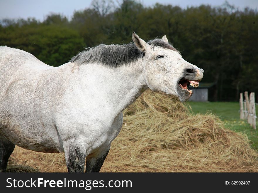 Horse braying in green field with stack of hay on sunny day. Horse braying in green field with stack of hay on sunny day.