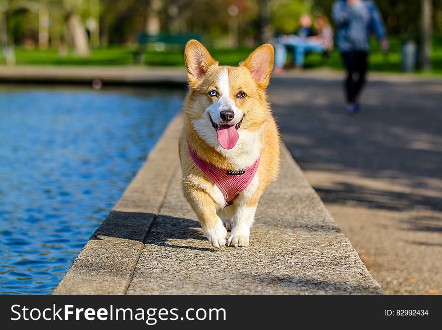 Corgi dog walking on cement side of park pond on sunny day. Corgi dog walking on cement side of park pond on sunny day.