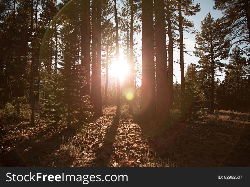 Sunlight through trees in forest. Sunlight through trees in forest.