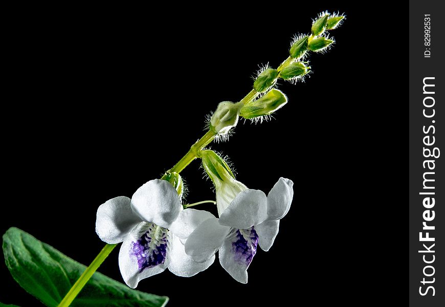 macro Photography of White 5 Petaled Flower