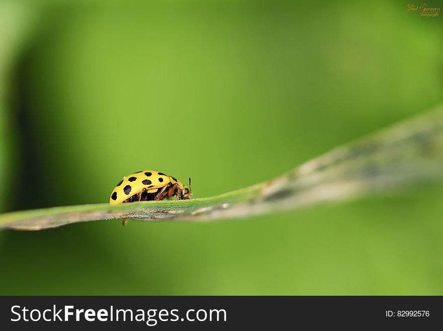 Green Lady Bug On Plant Leaf