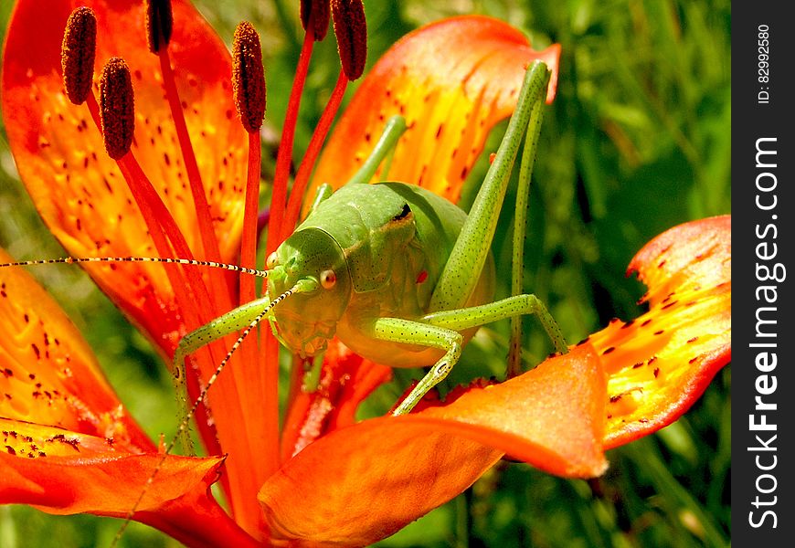 Green Grasshopper on Red 5 Petaled Flower