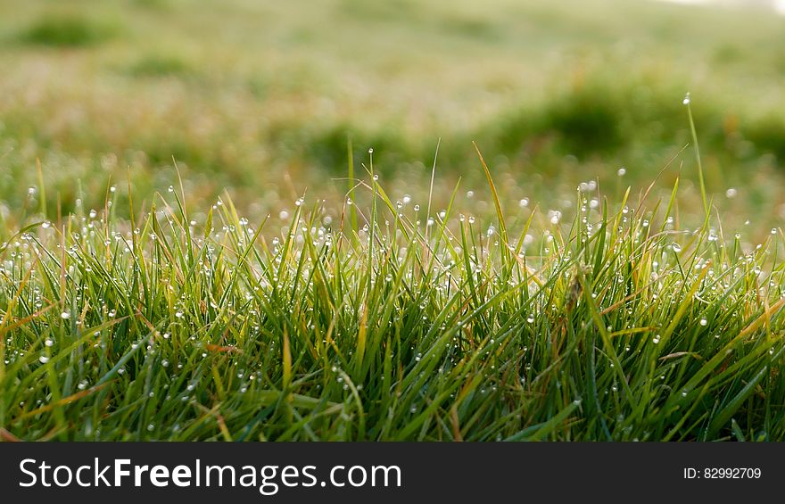 Dew drops on green grass in sunny field. Dew drops on green grass in sunny field.