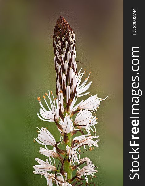 Brown And White Flower