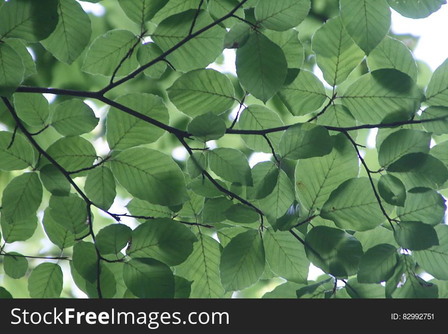 Green Leaf Tree