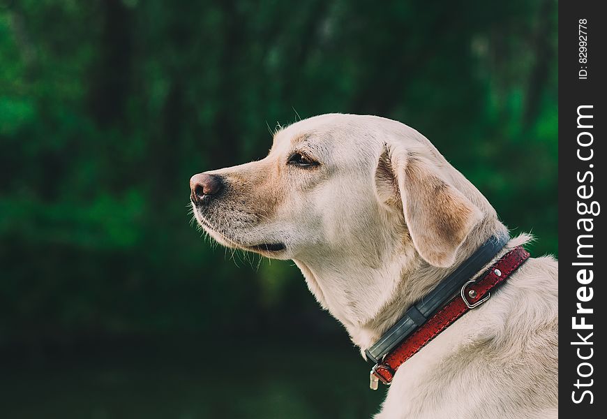 Portrait Of Labrador Retriever Outdoors