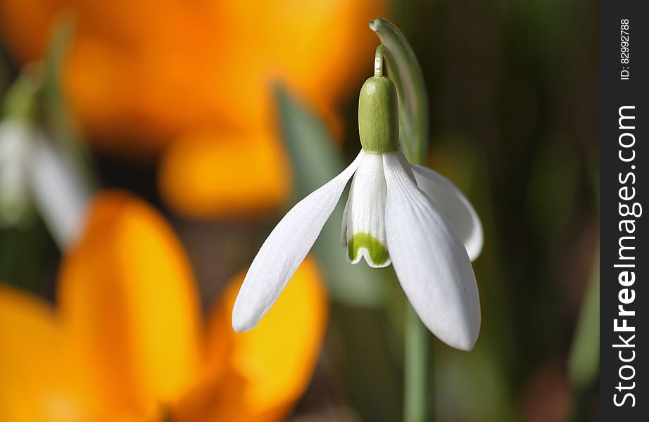 White Flower Bud