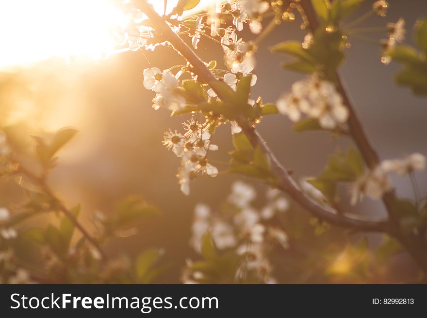 White Petaled Tree During Daytime