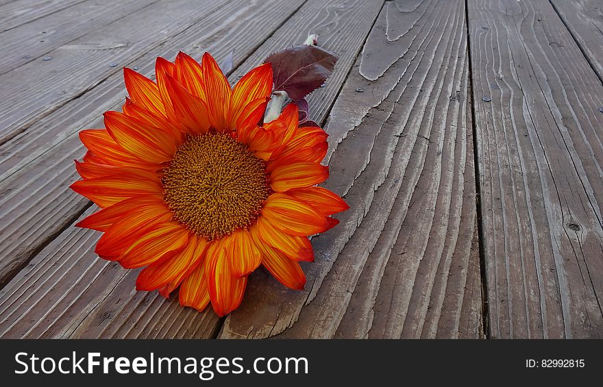 Orange Sunflower