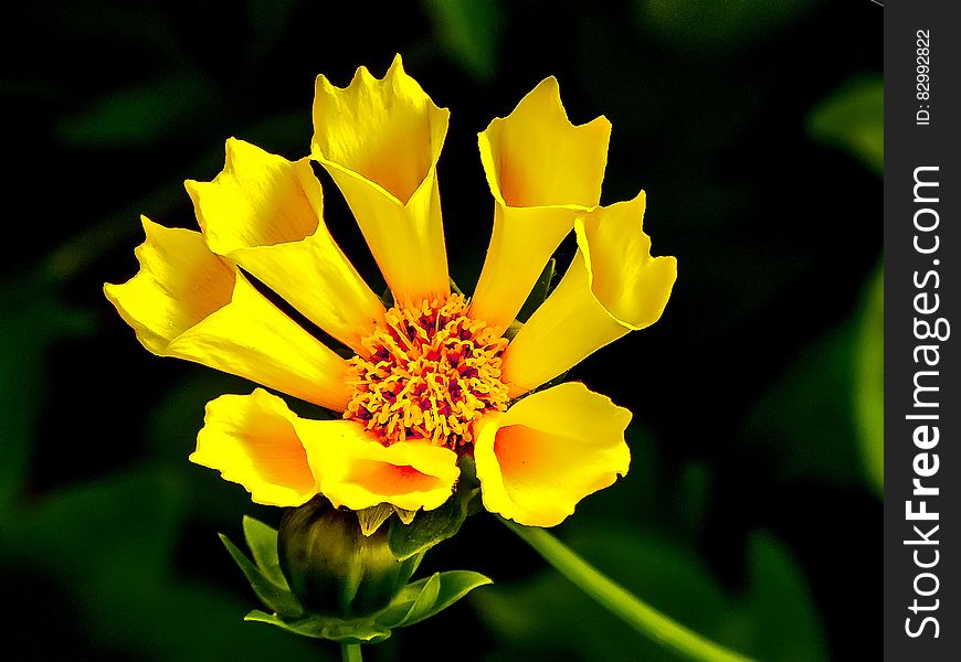 Yellow Flower in Macro Lens Photography