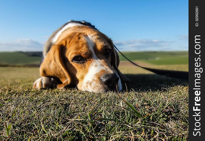 Portrait Of Beagle In Sunny Yard