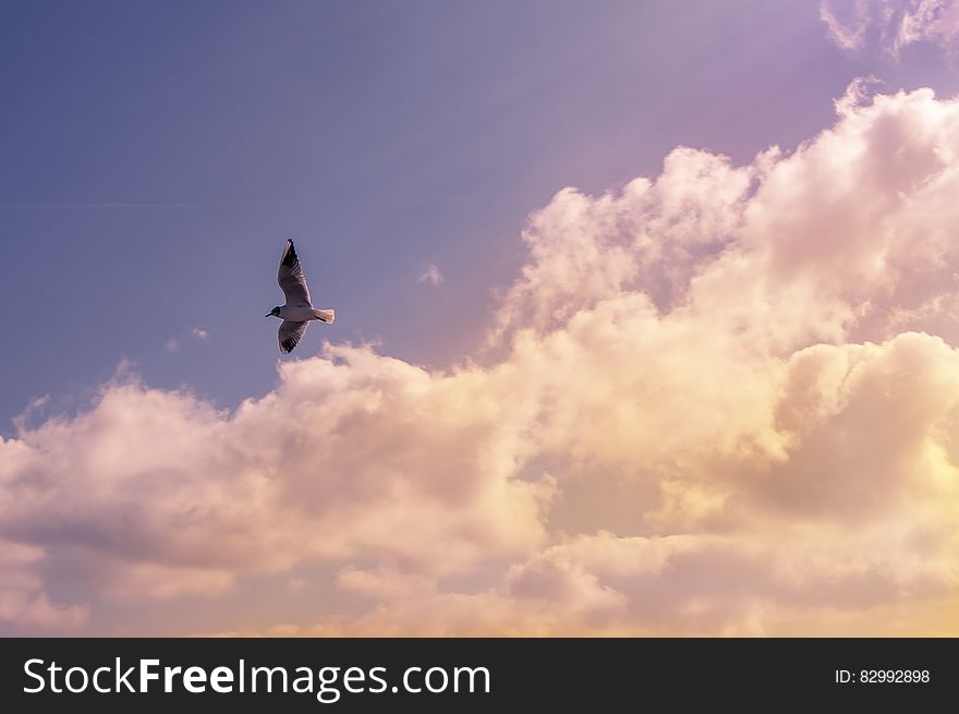 White Bird Flying Under Cloudy Sky During Daytime