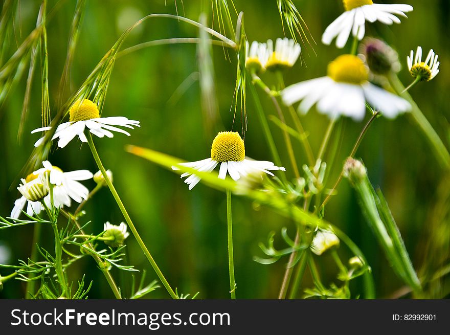 White And Yellow Flowers During Daytime