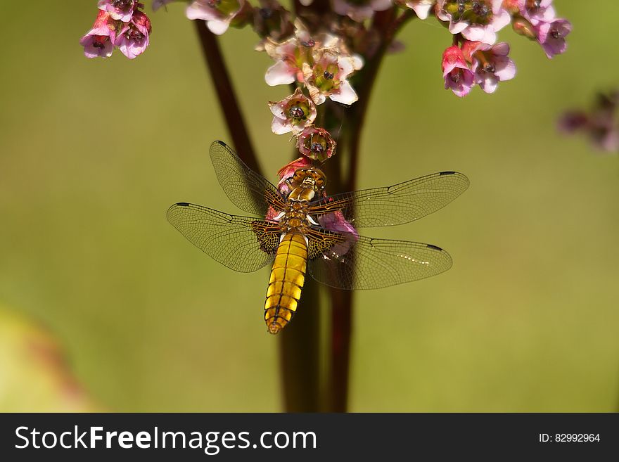 Brown Dragonfly Near Flower