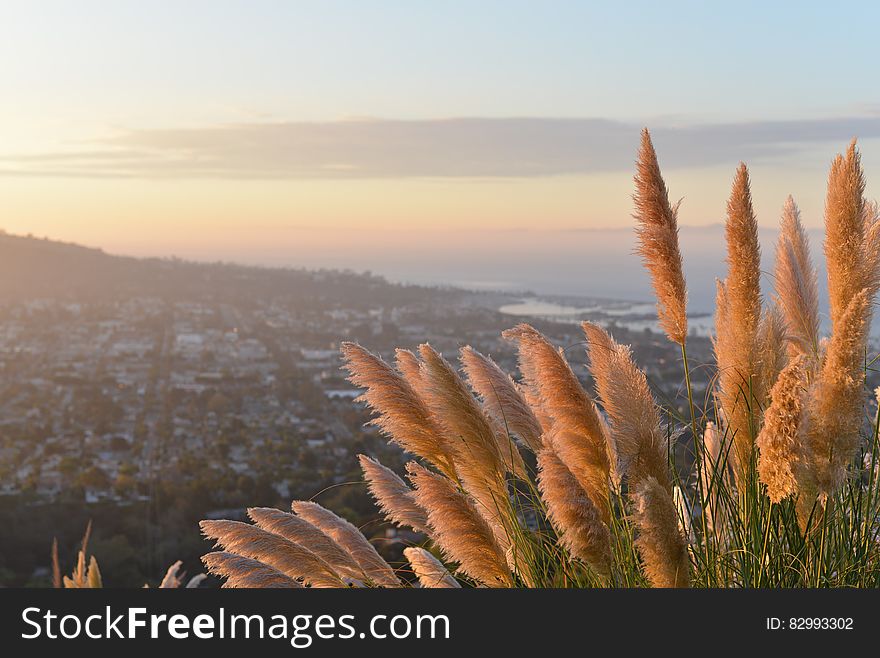 Golden grasses on hillside