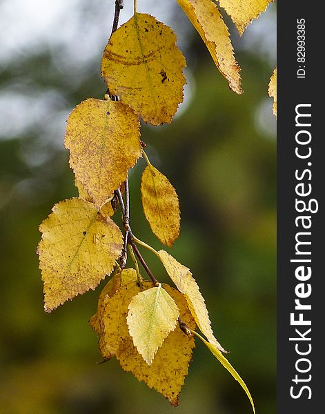 Yellow Leaf