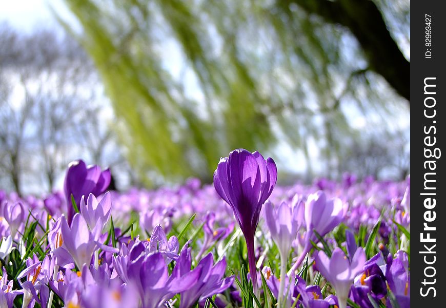 Purple Petaled Flower