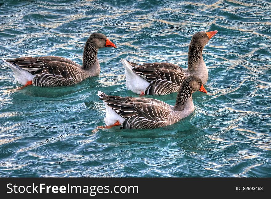Gray and White 3 Ducks on Swiming