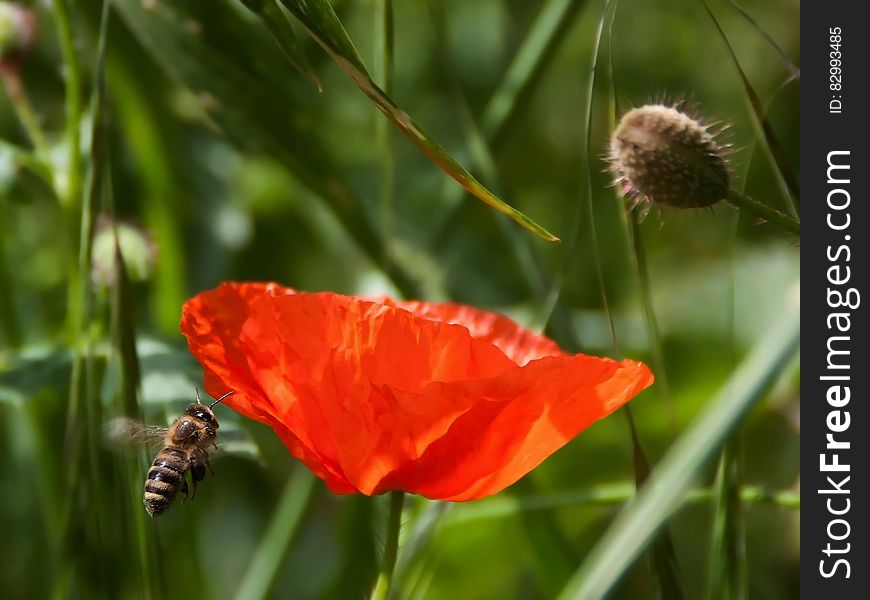 Brown And Black Bee Flying Near Orange Petaled Flower During Daytime