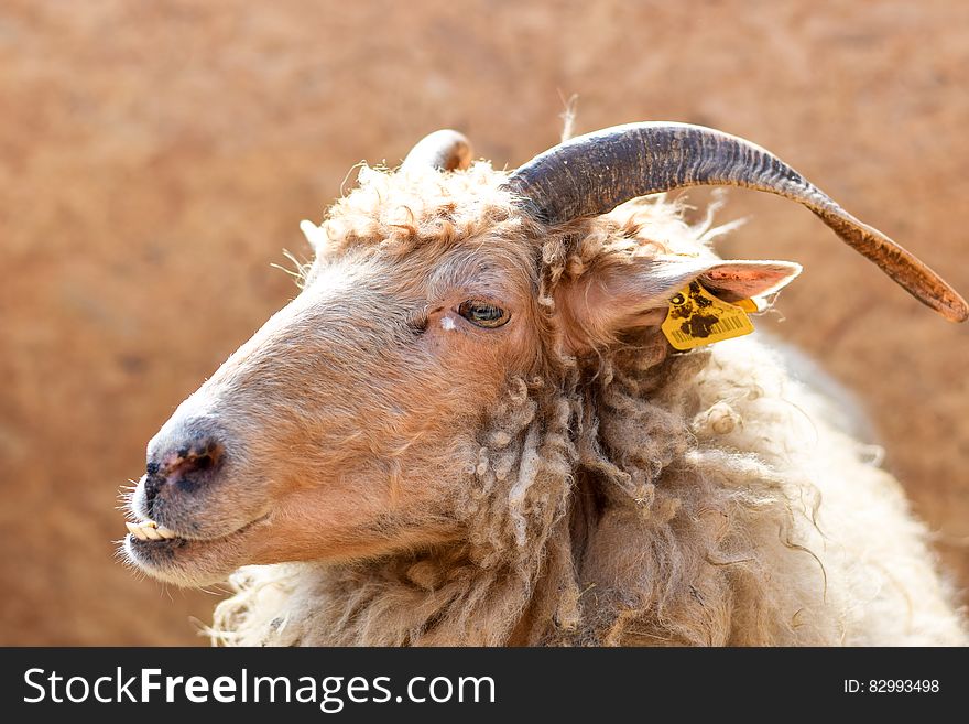 Brown Sheep With Yellow Tag on Ear