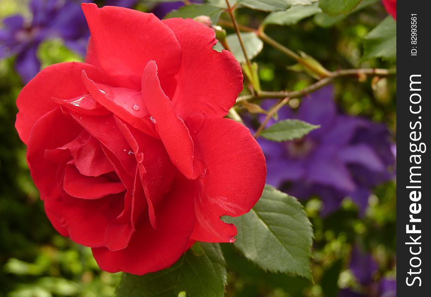 Close Up Photo Of Red Rose