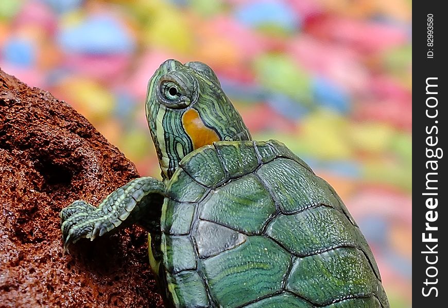 Close up portrait of turtle on rock.