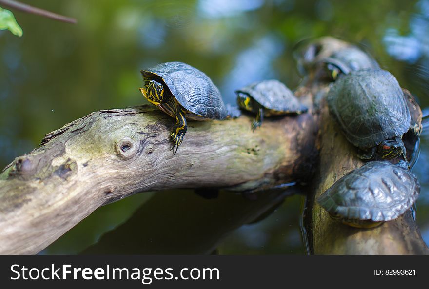 Gray Turtles Crawling on Tree Brunch