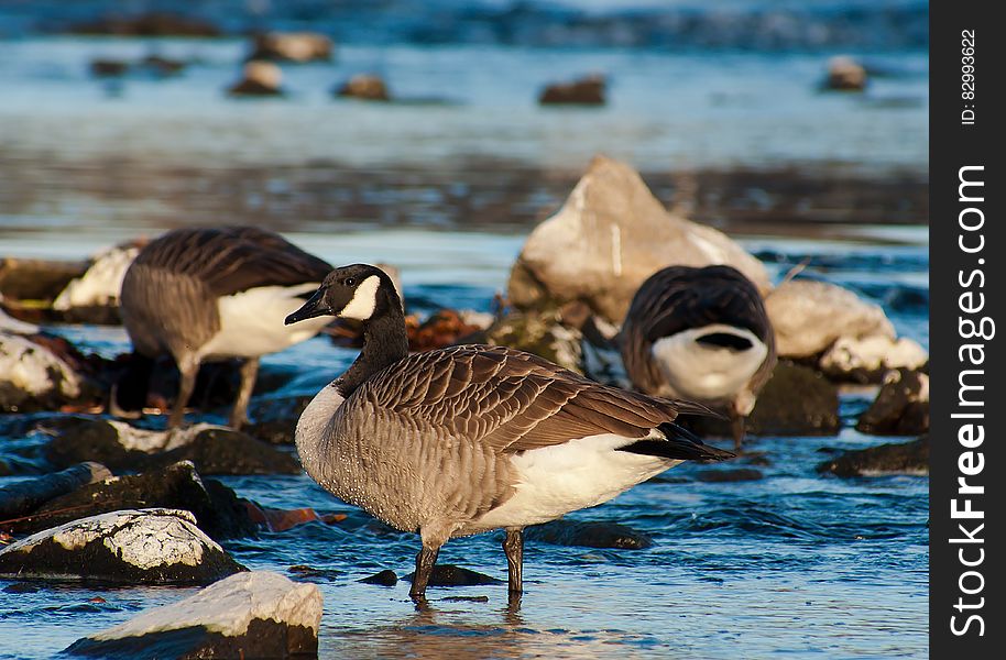 Portrait of geese on rocks in lake on sunny day. Portrait of geese on rocks in lake on sunny day.