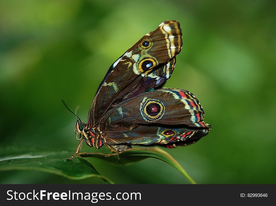 Brown White And Red Butterfly On Green Leaf