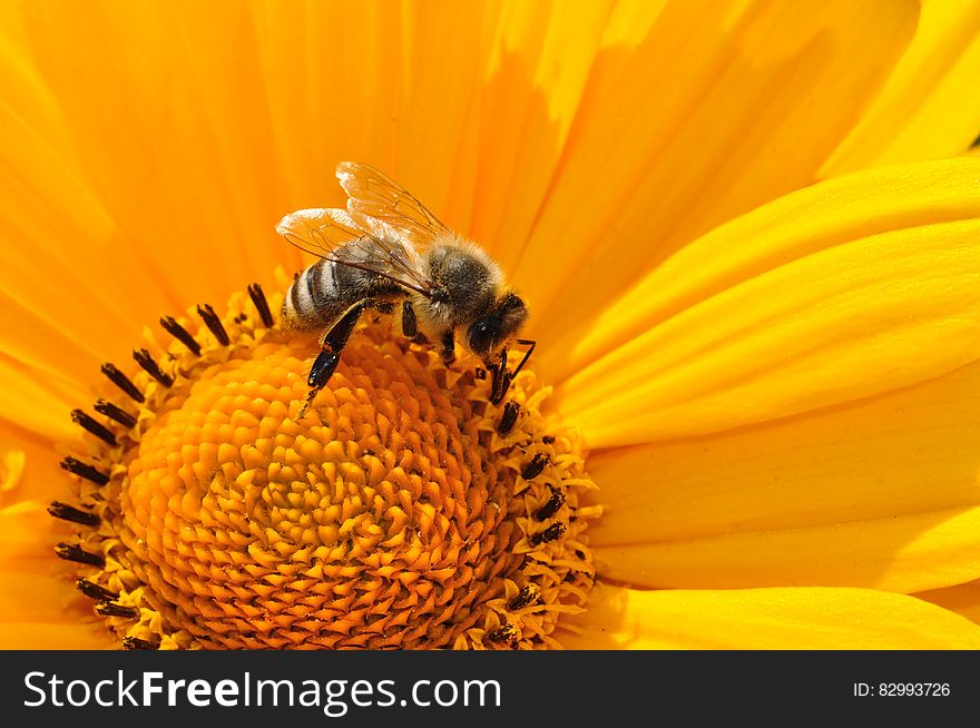 Bumble Bee on Yellow Daisy