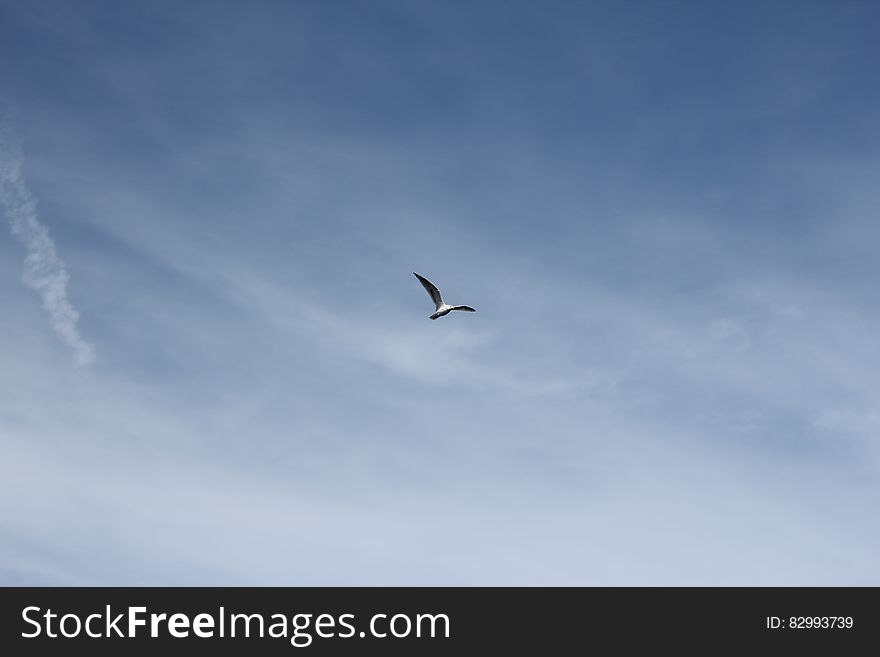 Seagull Flying In Pale Blue Sky